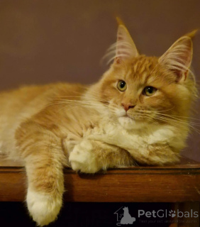 Photo №2 to announcement № 158077 for the sale of maine coon - buy in United States private announcement