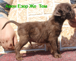 Photo №1. belgian griffon - for sale in the city of Tyumen | 3398$ | Announcement № 3283