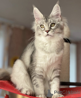 Photo №2 to announcement № 163661 for the sale of maine coon - buy in Germany breeder