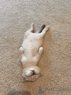 Photo №4. I will sell british shorthair in the city of Strasbourg. private announcement - price - 565$