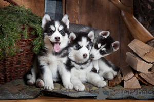 Photo №1. siberian husky - for sale in the city of Никосия | negotiated | Announcement № 113353