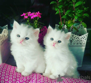 Photo №1. persian cat - for sale in the city of Tampere | negotiated | Announcement № 174653