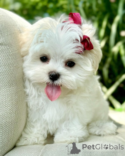 Photo №3. Cute adorable Maltese puppies for sale contact whatsapp business 447450021323. Finland