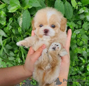 Photo №2 to announcement № 121730 for the sale of  - buy in Czech Republic breeder