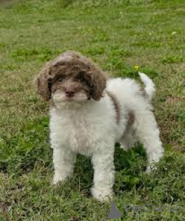 Photo №3. Cavapoo puppies for sale. United Kingdom