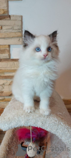 Photo №1. ragdoll - for sale in the city of Bristol | 3$ | Announcement № 158807
