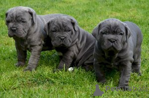 Photo №1. cane corso - for sale in the city of Berlin | negotiated | Announcement № 156760