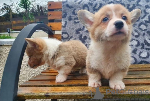 Photo №1. welsh corgi - for sale in the city of Линдау | Is free | Announcement № 112257