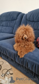 Photo №1. poodle (toy) - for sale in the city of Ужгород | 800$ | Announcement № 92450