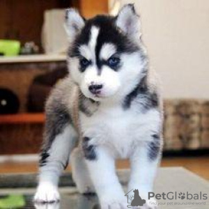 Photo №1. non-pedigree dogs - for sale in the city of Gelendzhik | 414$ | Announcement № 13459