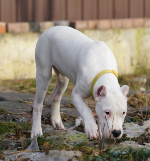 Photo №4. I will sell dogo argentino in the city of Москва. from nursery - price - negotiated