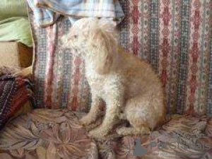 Photo №4. I will sell poodle (dwarf) in the city of Azov. private announcement - price - 391$