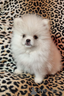 Photo №2 to announcement № 79813 for the sale of pomeranian - buy in Russian Federation private announcement