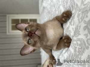 Photo №2 to announcement № 64490 for the sale of burmese cat - buy in Finland from nursery
