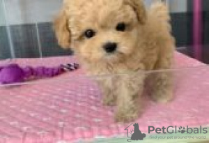 Photo №1. poodle (toy) - for sale in the city of Berlin | Is free | Announcement № 127009