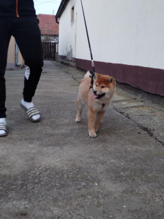 Additional photos: Shiba Inu