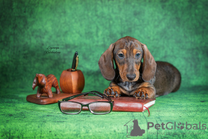 Photo №2 to announcement № 83994 for the sale of dachshund - buy in Russian Federation from nursery
