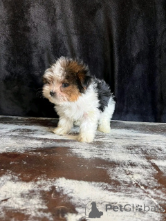 Photo №3. Beaver Yorkshire Terrier puppies for adoption. United States