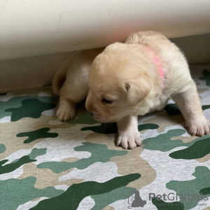 Photo №3. A GOLDEN LABRADOR PUPPY. Australia