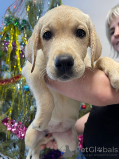 Photo №3. Labbrotes puppies. Russian Federation