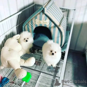 Photo №3. dwarf spitz puppies. France