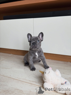 Photo №2 to announcement № 154924 for the sale of french bulldog - buy in Germany breeder