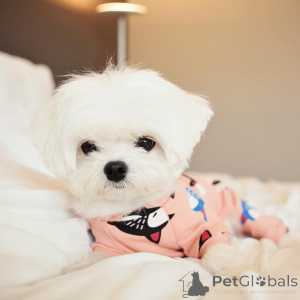 Photo №3. Cute adorable Maltese puppies for sale contact whatsapp business 447450021323. Finland