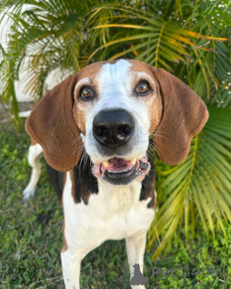 Photo №1. otterhound - for sale in the city of Dinant | 500$ | Announcement № 159191