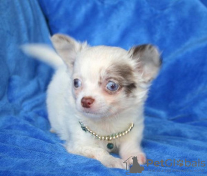 Photo №4. I will sell chihuahua in the city of Ostrava. private announcement - price - Is free