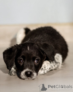 Photo №4. I will sell non-pedigree dogs in the city of Moscow river. private announcement - price - Is free