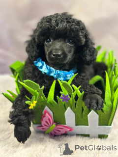 Photo №2 to announcement № 148227 for the sale of poodle (toy) - buy in Serbia breeder