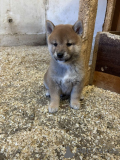 Photo №4. I will sell shiba inu in the city of Zrenjanin. breeder - price - 659$