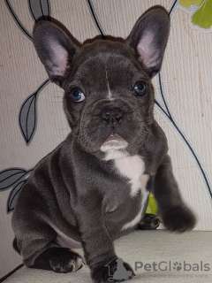 Photo №4. I will sell french bulldog in the city of Londonderry. breeder - price - 423$