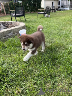 Photo №4. I will sell alaskan malamute in the city of Amityville. private announcement - price - 670$