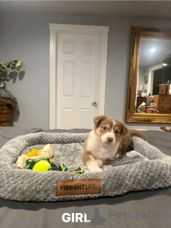 Photo №2 to announcement № 138997 for the sale of australian shepherd - buy in United States private announcement, breeder