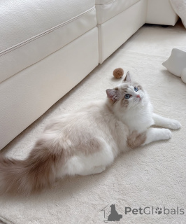 Photo №2 to announcement № 164544 for the sale of ragdoll - buy in Finland breeder