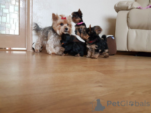 Photo №4. I will sell yorkshire terrier in the city of Fegen. private announcement, breeder - price - 877$