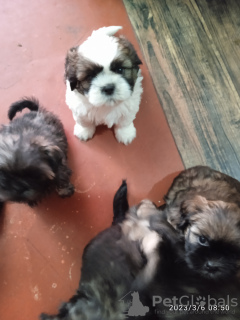 Photo №1. shih tzu - for sale in the city of Фергана | negotiated | Announcement № 40076