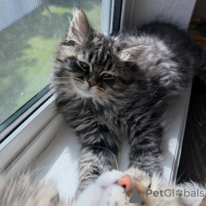 Photo №3. Exceptional Siberian Cats Available Loving, Healthy & Family Raised. Czech Republic
