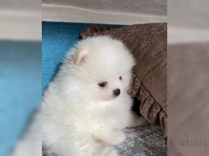Photo №2 to announcement № 136704 for the sale of pomeranian - buy in Germany 