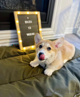 Photo №3. Male Pembroke Welsh Corgi Puppy. United Kingdom