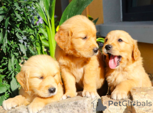 Photo №1. golden retriever - for sale in the city of Лоренцвейлер | Is free | Announcement № 138670