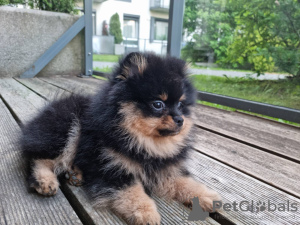 Photo №4. I will sell pomeranian in the city of Vilnius. breeder - price - 1691$