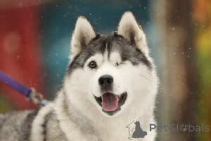 Photo №1. siberian husky - for sale in the city of Москва | Is free | Announcement № 141538