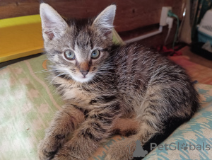 Photo №3. Kittens in good hands. Russian Federation