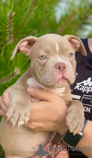 Additional photos: American bully kennel offers puppies for booking