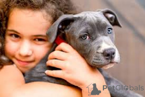 Photo №2 to announcement № 136769 for the sale of american staffordshire terrier - buy in Germany 