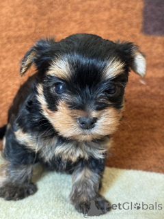 Photo №2 to announcement № 135402 for the sale of yorkshire terrier - buy in Georgia private announcement