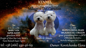 Additional photos: West Highland White Terrier puppies from Import Champion's grandson maker. Of