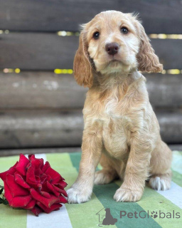 Photo №2 to announcement № 160392 for the sale of english cocker spaniel - buy in Finland private announcement